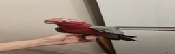 Cockatoo birds for sale: Hand reared baby Galah cockatoos DNA tested cages - Advert 2