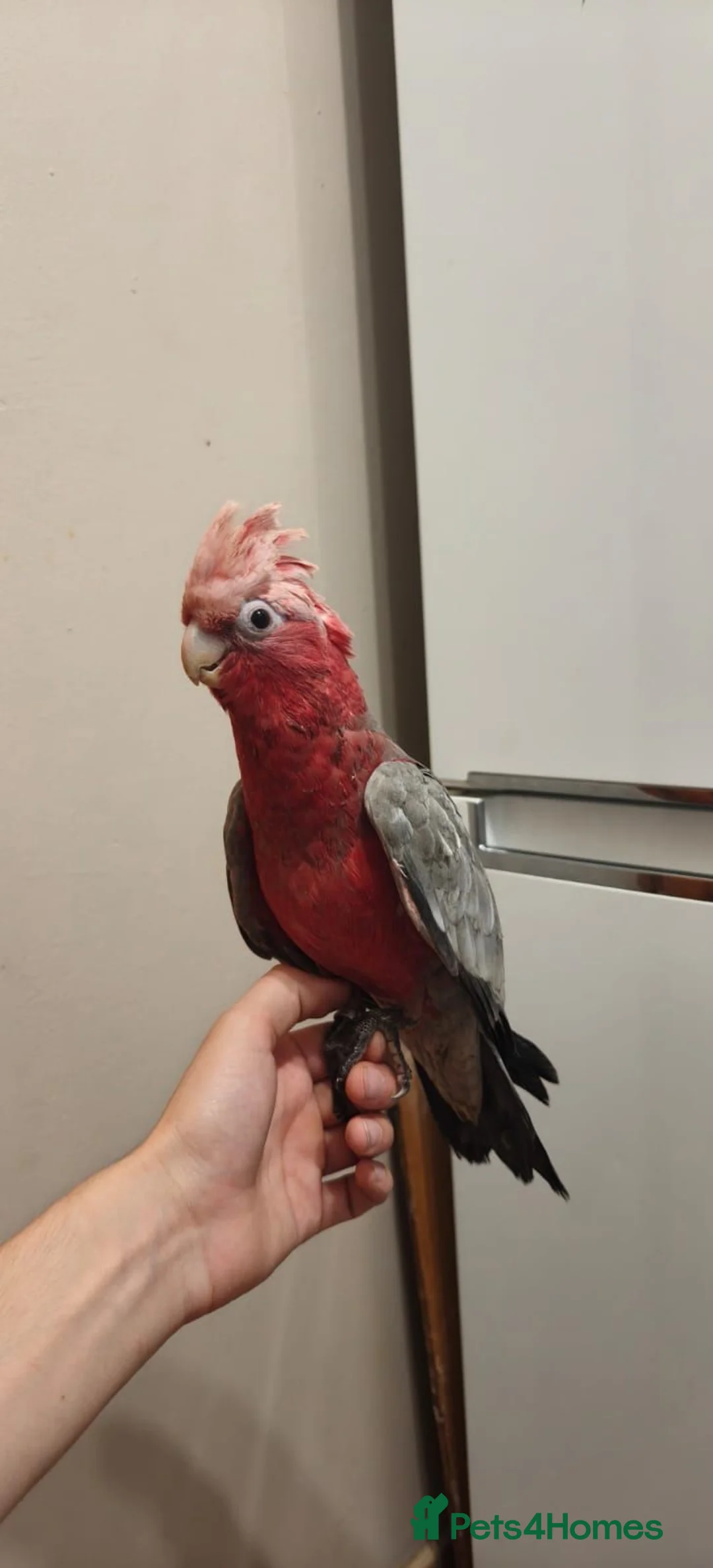 Cockatoo birds for sale: Hand reared baby Galah cockatoos DNA tested cages - Advert 2