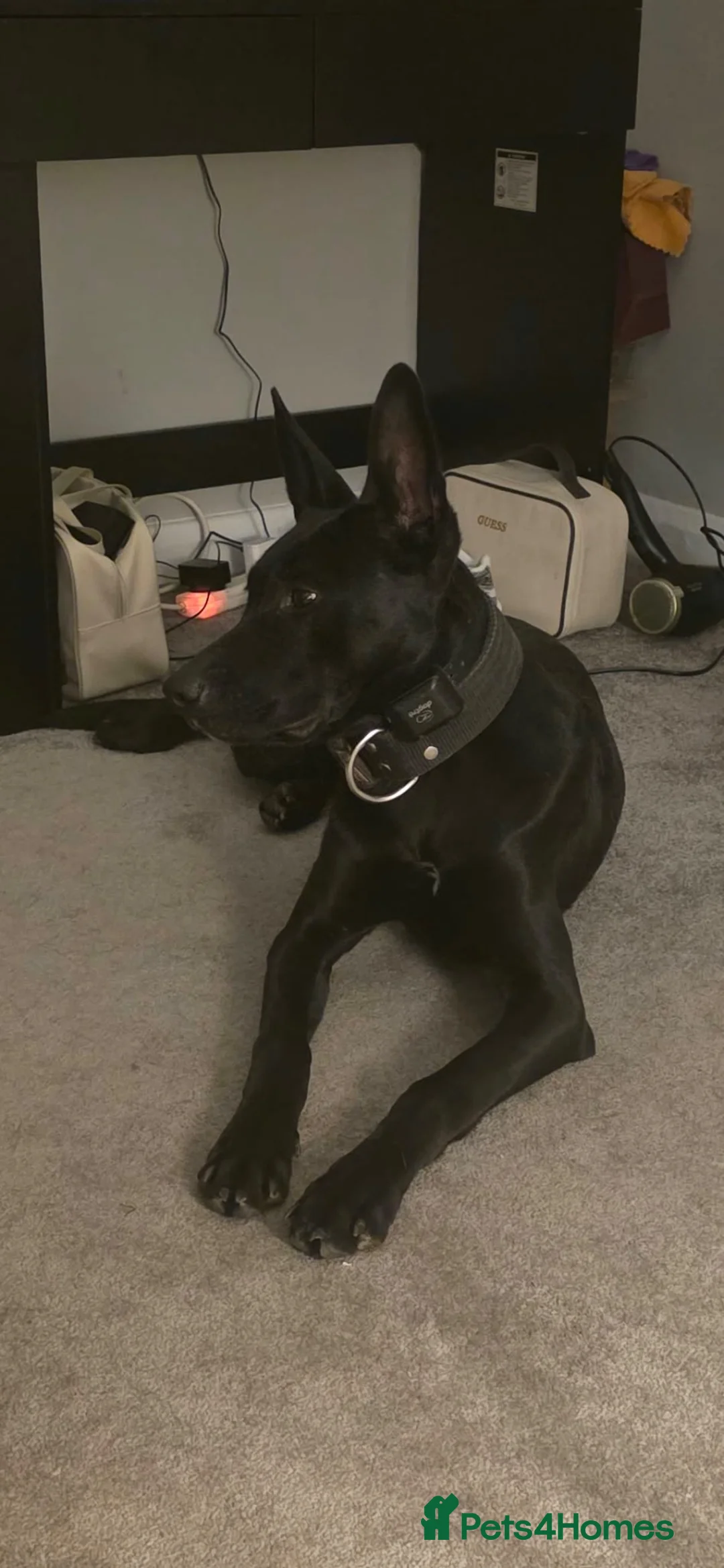Mixed Breed dogs for sale: MALE BULLHERDER 10 months old - Advert 3