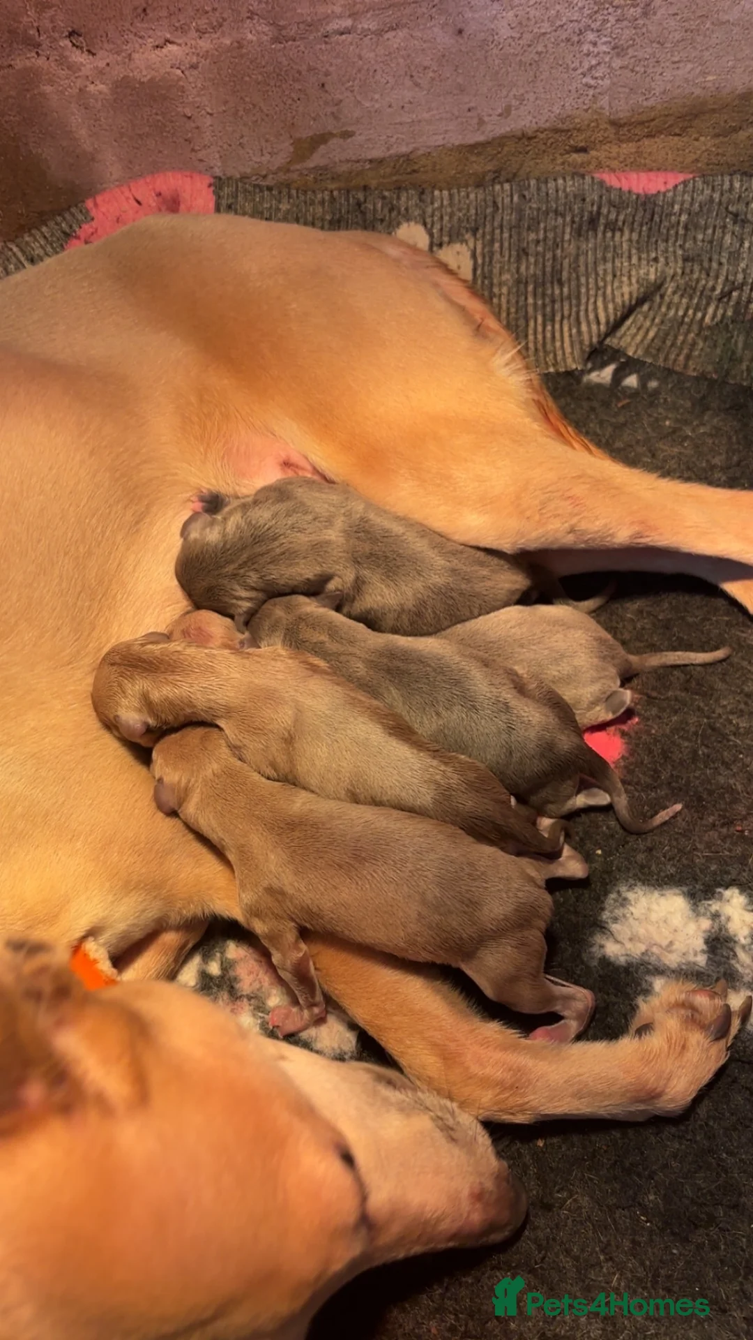 Whippet dogs for sale: Kc Reg Blue fawn & blue whippet pups  in Merthyr Tydfil - Advert 2