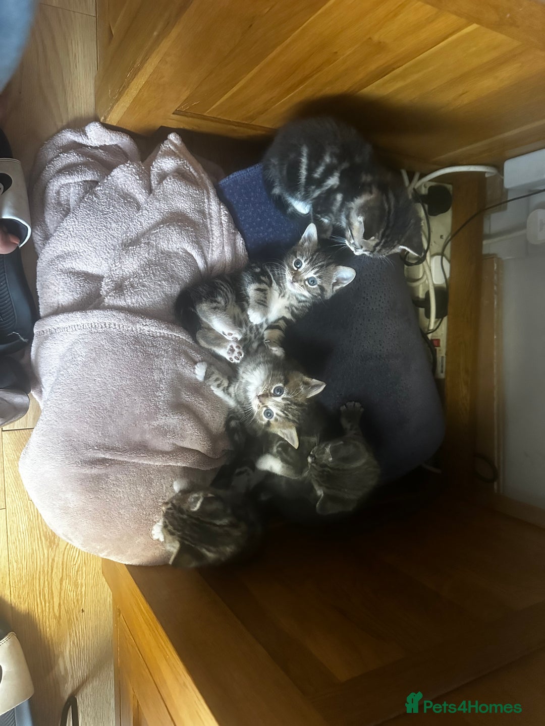 Mixed Breed cats for sale: 6 Of the cutest kittens ever !  - Image 9