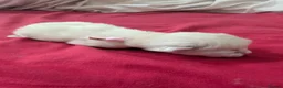 Ragdoll cats for sale: 5 beautiful ragdoll kittens  in Liverpool - Advert 4
