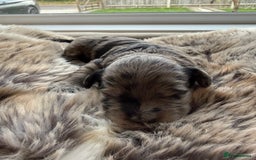 Cockapoo dogs for sale: Merle F1B Cockapoo Puppies - Image 8