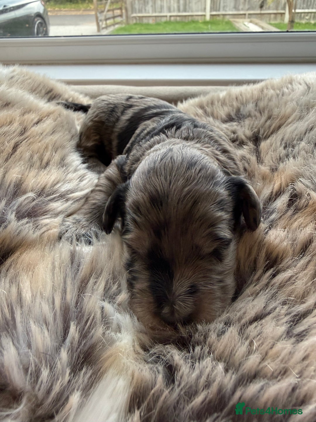 Cockapoo dogs for sale: Merle F1B Cockapoo Puppies - Image 8