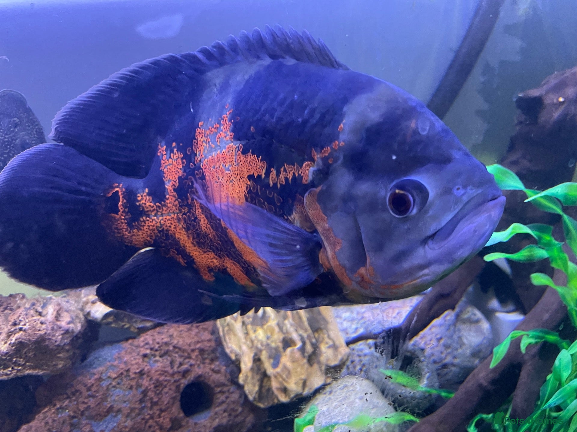 Cichlids fish Young Oscar Tiger Cichlid - Advert 6
