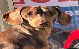 Miniature Dachshund dogs for sale: Champion line miniature Dachshunds KCREG PRACLEAR  - Image 14