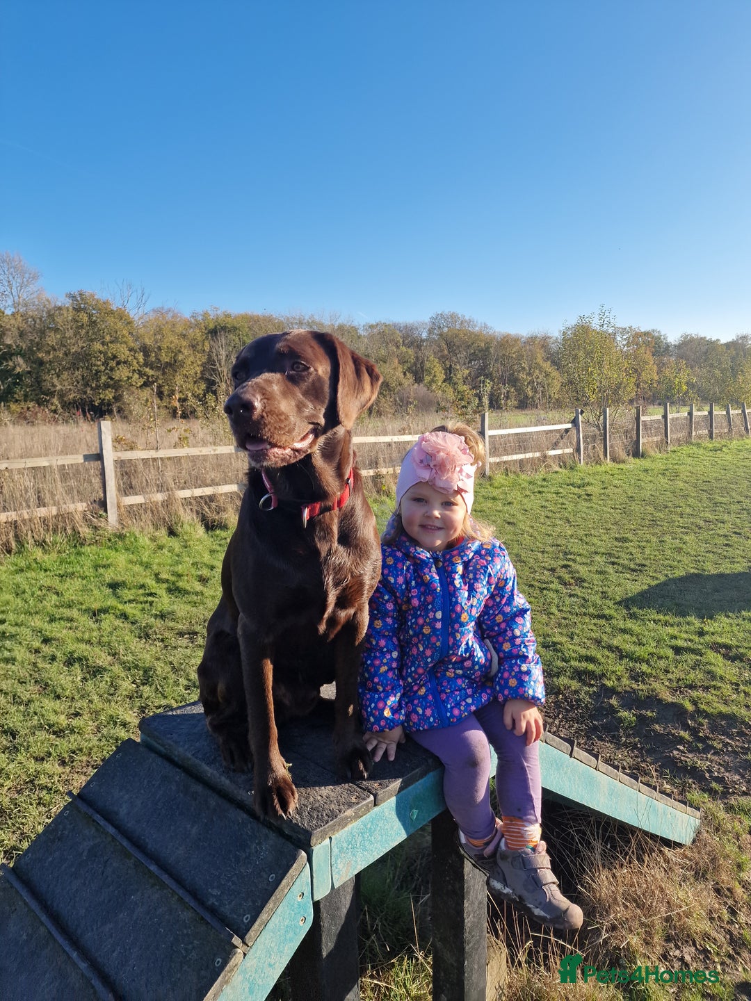 Labrador Retriever dogs for stud: KC registered proven boy from first time for stud - Advert 11