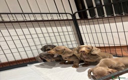 Miniature Dachshund dogs for sale: Outstanding Minature Dachshunds Puppies For Sale  - Image 5