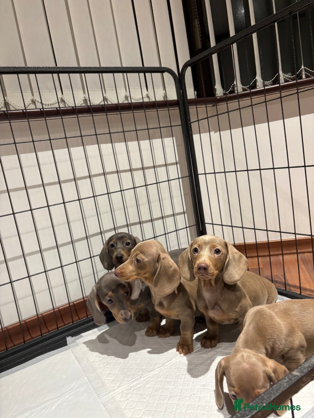 Miniature Dachshund dogs for sale: Outstanding Minature Dachshunds Puppies For Sale  - Image 5