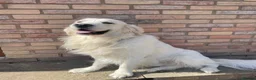 Golden Retriever dogs for stud: Golden retriever stud dog available  - Advert 7