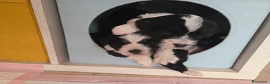Tibetan Terrier Puppy 1