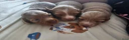 Miniature Dachshund dogs for sale: Miniature Dachshund  - Advert 2