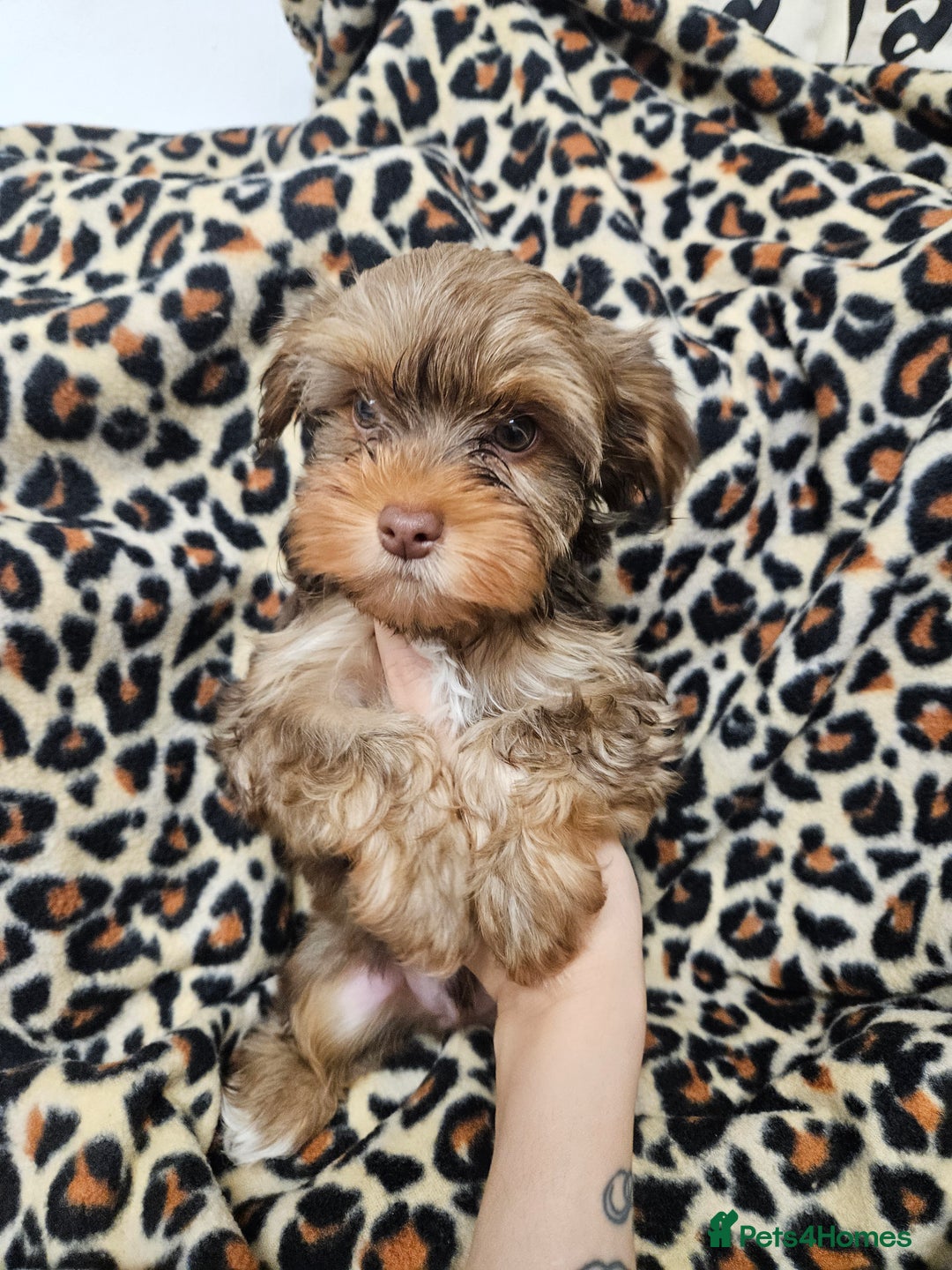 Yorkshire Terrier dogs for sale: 🧡 DNA tested parents 🤎 Chocolate Red boy  - Advert 2