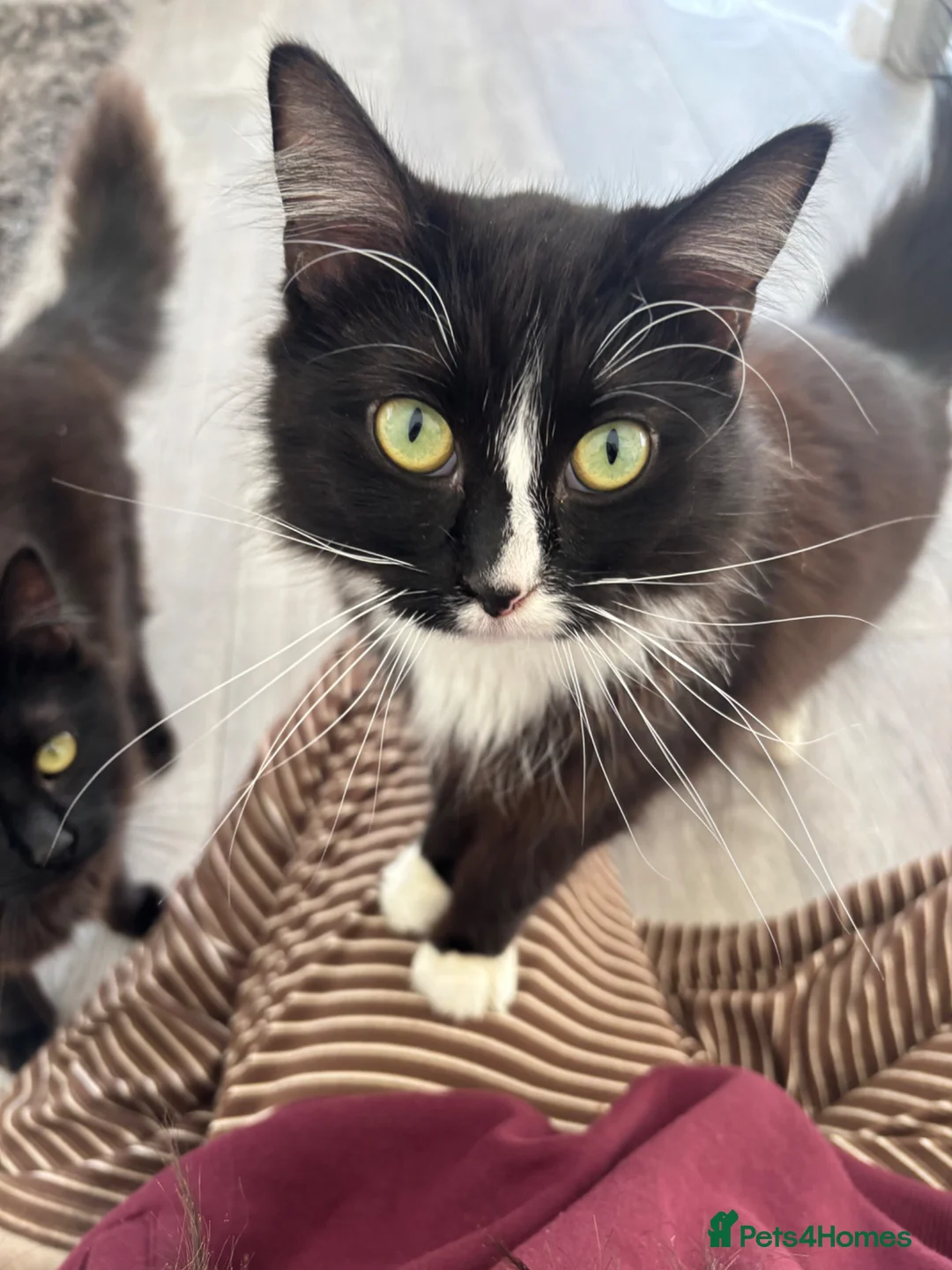 Maine Coon cats for sale: Maincoone X Norwegian forest cats in Darlington - Advert 1