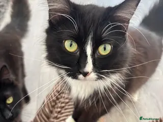 Maine Coon cats Maincoone X Norwegian forest cats - Advert 1