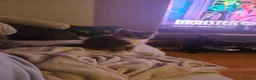 Mixed Breed cats for sale: Fluffy kitten - Advert 2