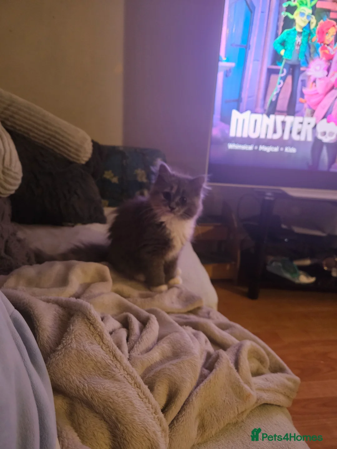 Mixed Breed cats for sale: Fluffy kitten - Advert 2