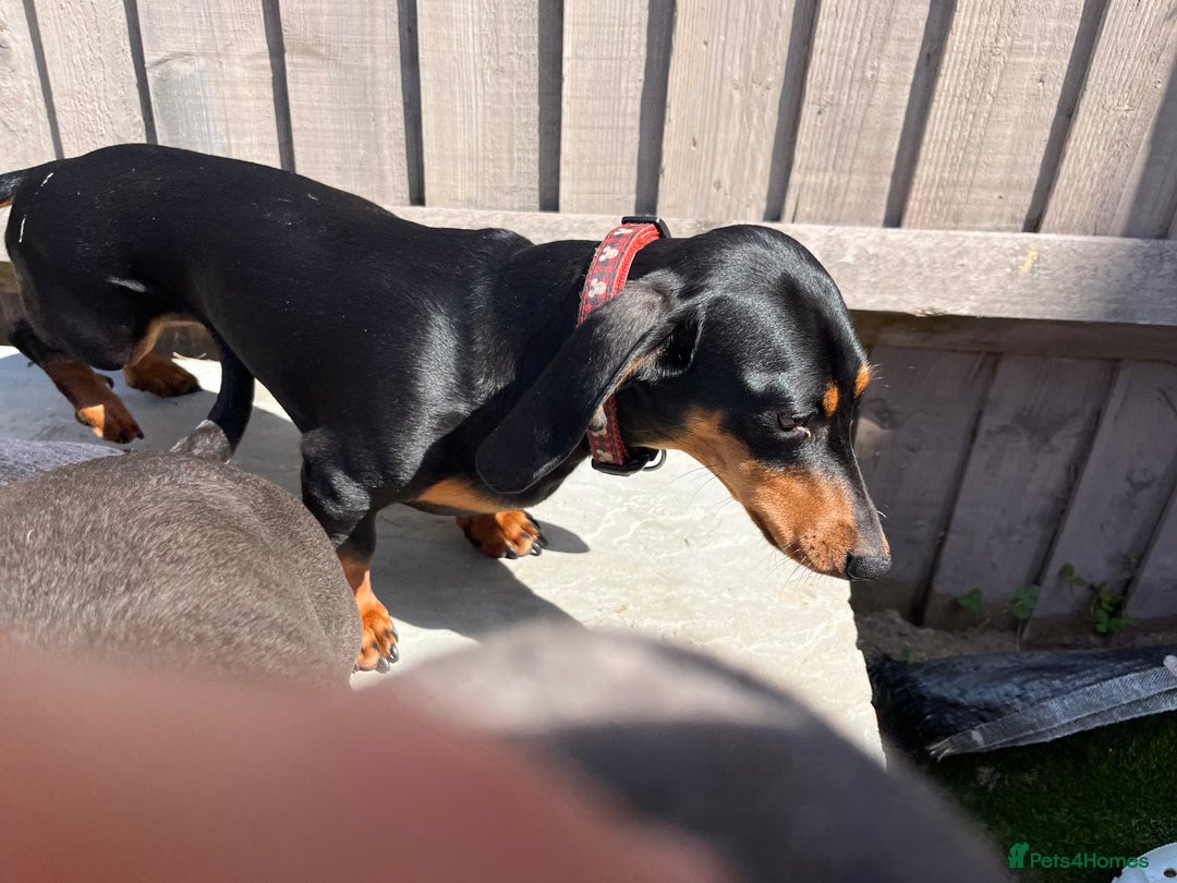 Dachshund dogs for sale: Beautiful Black and Tan - Image 5