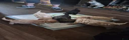 Cava Tzu dogs for sale: Cava tzu puppies - Advert 12