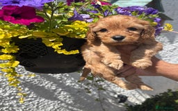 Cavapoo dogs for sale: Ready Now F1 Cavapoo boy - Image 14