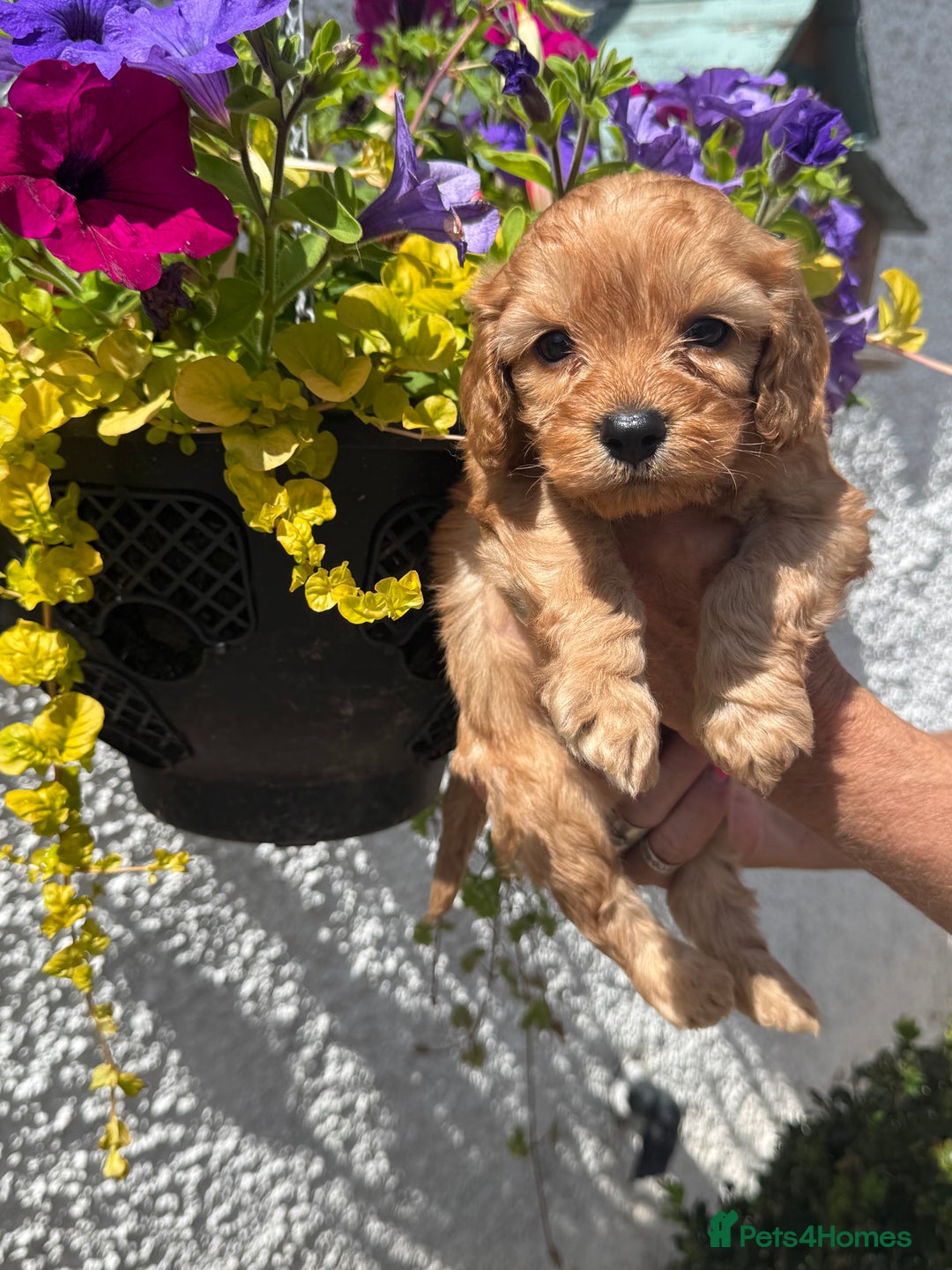 Cavapoo dogs for sale: Ready Now F1 Cavapoo boy - Image 14