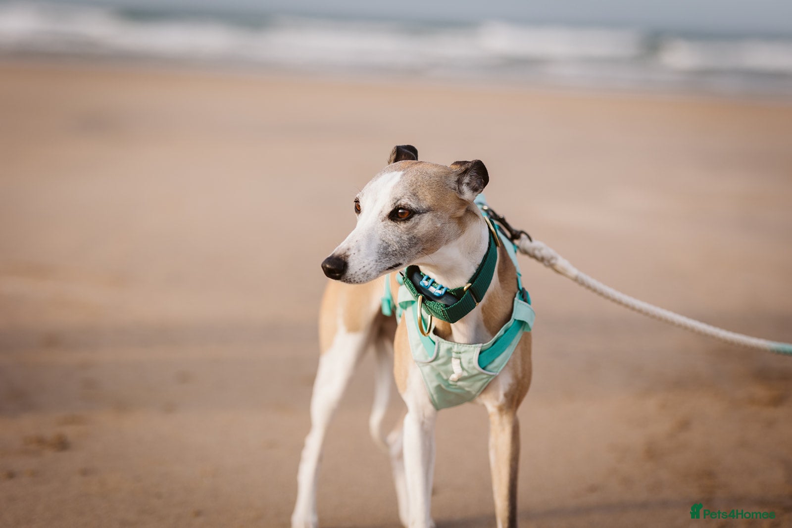 Whippet dogs KC Registered Small Whippet Puppies  - Advert 4