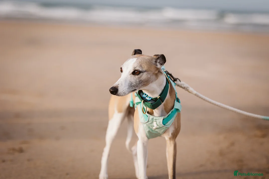 Whippet dogs for sale: KC Registered Small Whippet Puppies  - Advert 1