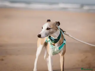 Whippet dogs KC Registered Small Whippet Puppies - Advert 1