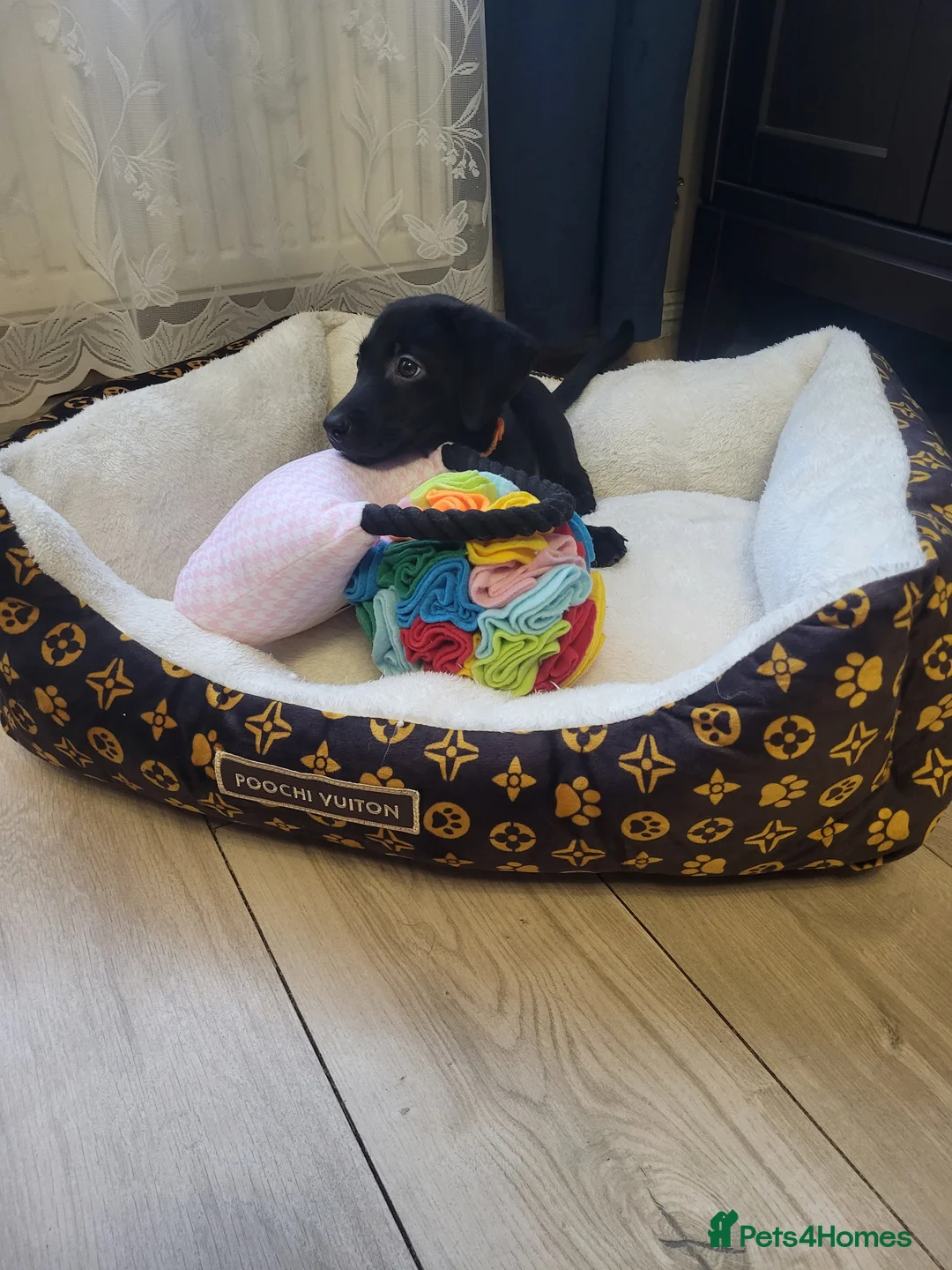 Labrador Retriever dogs for sale: KC registered Labrador Retriever puppies - Advert 18