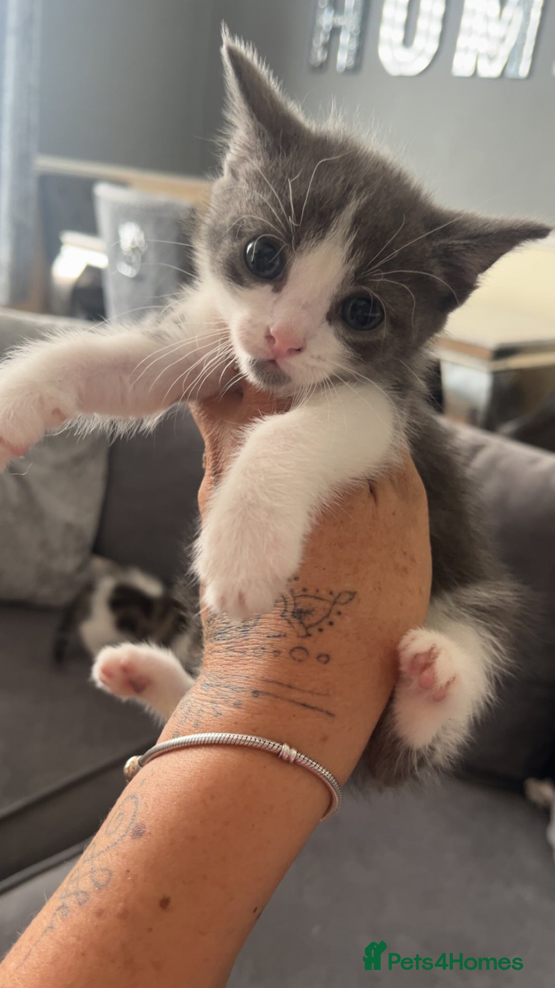British Shorthair cats for sale: Beautiful British Shorthair Kittens  - Image 1