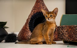 Abyssinian cats for sale:  Champions  Line Romeo-TICA reg. Abyssinian Beauty - Image 24