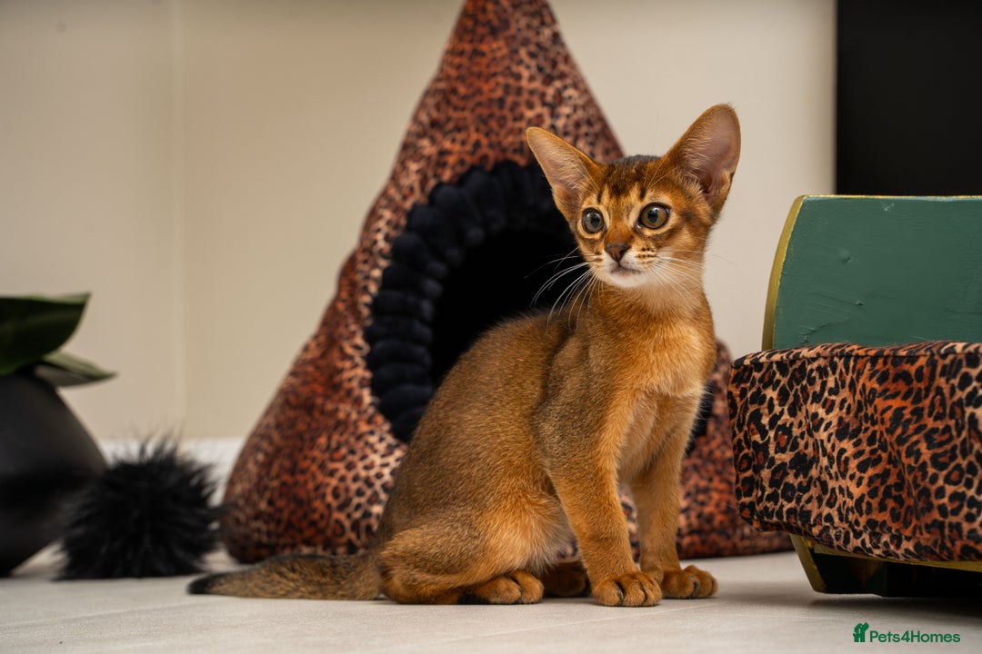 Abyssinian cats for sale:  Champions  Line Romeo-TICA reg. Abyssinian Beauty - Image 24