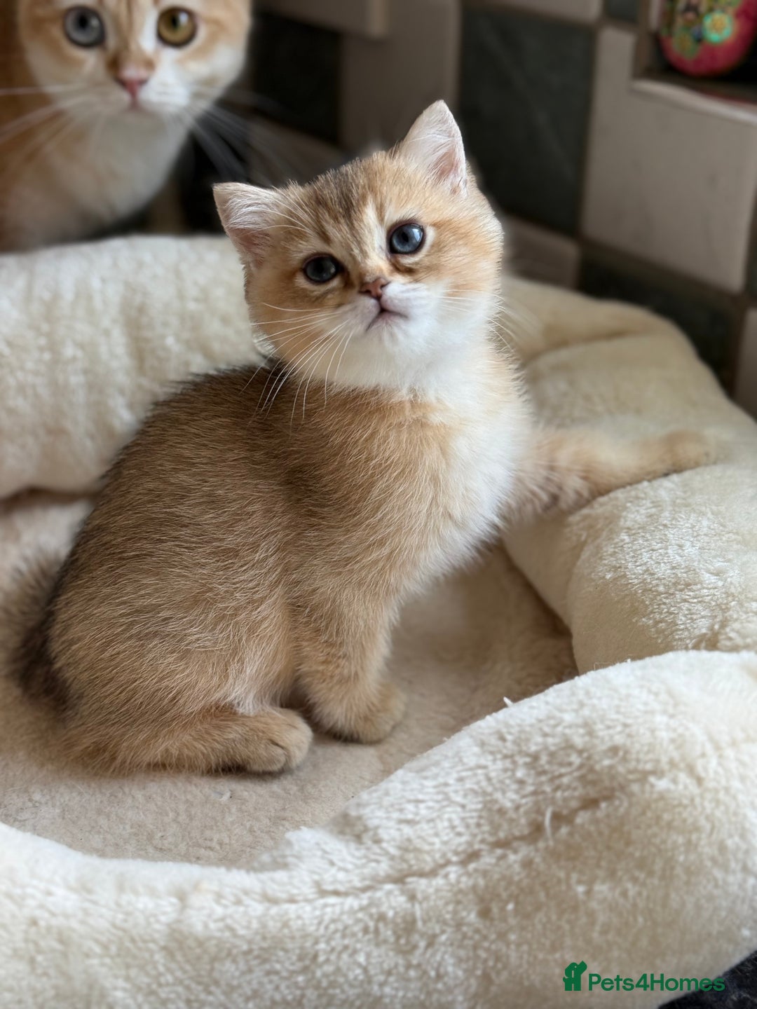 British Shorthair cats for sale: GCCF reg BSH Chocolate and Black Golden Kittens in London - Image 17