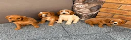 Cockalier dogs for sale:  Beautiful Cockalier puppies  - Advert 11