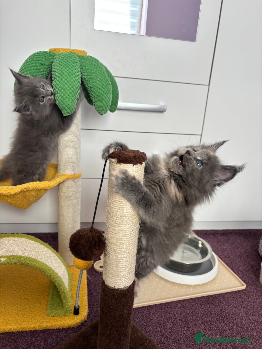Maine Coon cats for sale: ✨7 Pure Bred Maine Coon Kittens✨ - Image 27