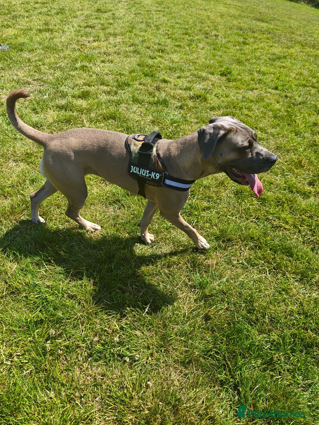 Cane Corso dogs for sale: Cane Corso Female - 2, years old - Advert 2