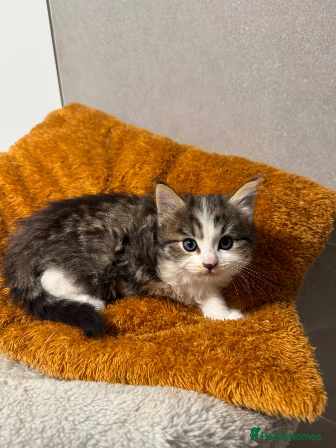 Mixed Breed cats for sale: Lovely Kitten Looking for a Loving Home in Burton-on-Trent - Advert 1