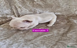 French Bulldog dogs for sale: French Bulldog Puppies  - Image 22