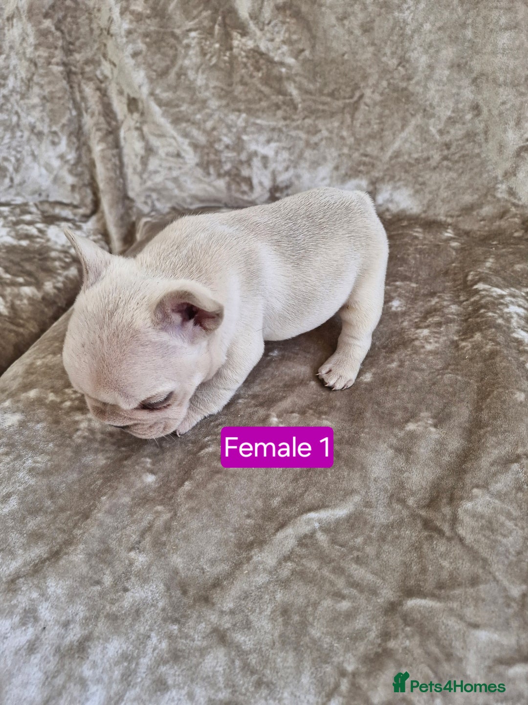 French Bulldog dogs for sale: French Bulldog Puppies  - Image 22