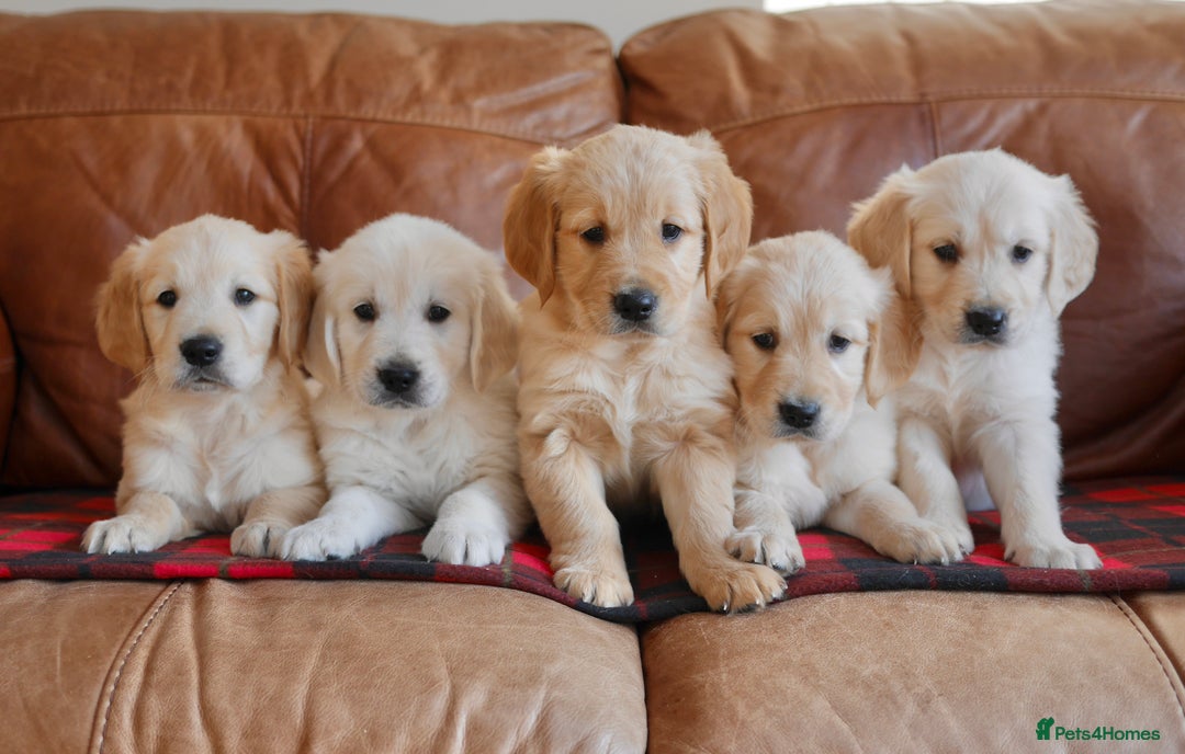 Golden Retriever dogs for sale: Quality KC Health Tested Golden Retriever Puppies - Advert 1