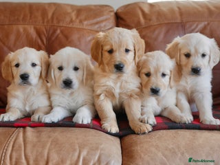 Golden Retriever dogs Quality Extensively Health Tested Golden Retriever - Advert 3