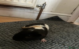 Guinea Pig rodents for sale: Guinea pigs for sale  - Image 4