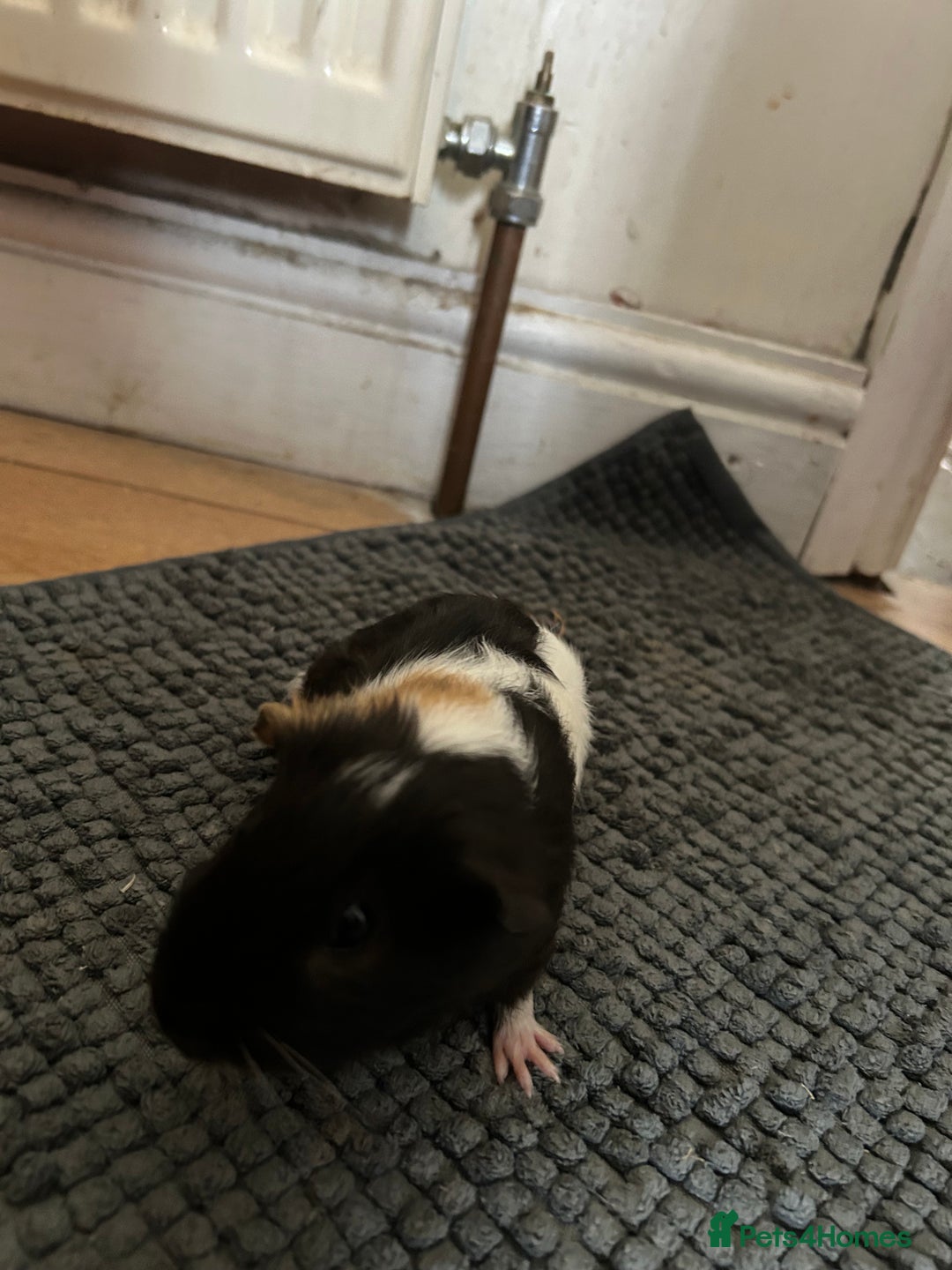 Guinea Pig rodents for sale: Guinea pigs for sale  - Image 4