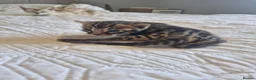 Bengal cats for sale: Supreme Apb Gene & Health Tested Bengal Kittens - Advert 18