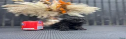 Cavapoo dogs for sale: RARE  **  CAVAPOOS dna tested parents  in Nottingham - Advert 17
