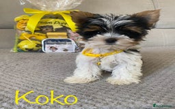 Yorkshire Terrier dogs for sale: Beautiful very small xxxs Biewer Yorkshire Terrier - Image 12