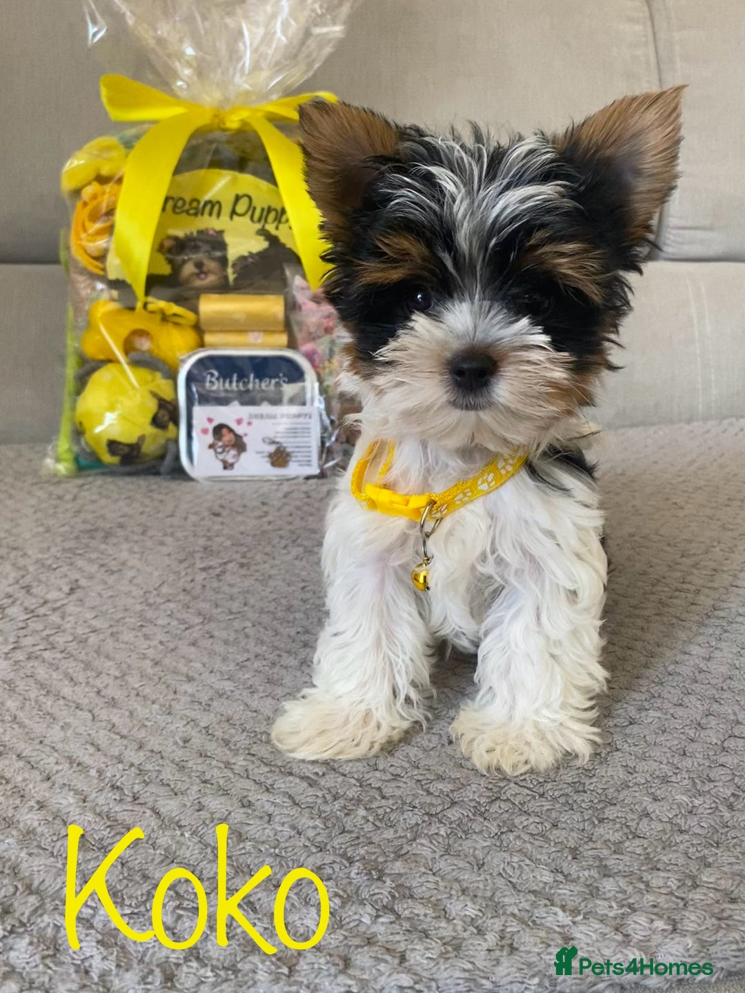 Yorkshire Terrier dogs for sale: Beautiful very small xxxs Biewer Yorkshire Terrier - Image 12