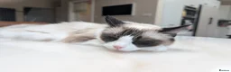 Ragdoll cats for sale: Adorable little Ragdolls  - Advert 17