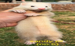 Ferret rodents for sale: Ferret kits - Image 8