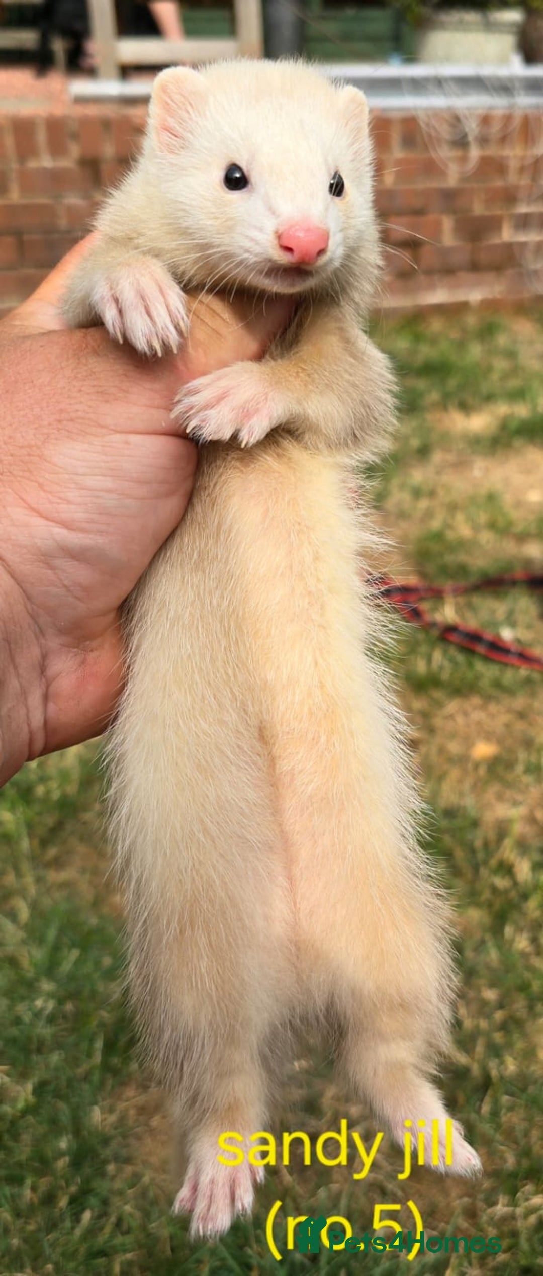 Ferret rodents for sale: Ferret kits - Image 8